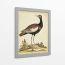 Bird Menagerie Ix Antiguo - George Edwards | Cuadro decorativo de Canvas Lab