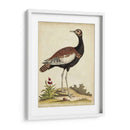 Bird Menagerie Ix Antiguo - George Edwards | Cuadro decorativo de Canvas Lab
