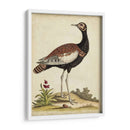 Bird Menagerie Ix Antiguo - George Edwards | Cuadro decorativo de Canvas Lab
