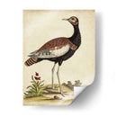 Bird Menagerie Ix Antiguo - George Edwards | Cuadro decorativo de Canvas Lab