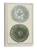 Océano De Encargo Rareza I - Vision Studio | Cuadro decorativo de Canvas Lab