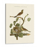 Nido De Teal Comunes Nozeman - Nozeman | Cuadro decorativo de Canvas Lab