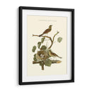 Nido De Teal Comunes Nozeman - Nozeman | Cuadro decorativo de Canvas Lab