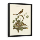 Nido De Teal Comunes Nozeman - Nozeman | Cuadro decorativo de Canvas Lab