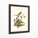 Nido De Teal Comunes Nozeman - Nozeman | Cuadro decorativo de Canvas Lab