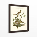 Nido De Teal Comunes Nozeman - Nozeman | Cuadro decorativo de Canvas Lab