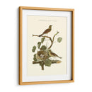 Nido De Teal Comunes Nozeman - Nozeman | Cuadro decorativo de Canvas Lab