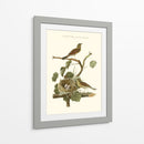 Nido De Teal Comunes Nozeman - Nozeman | Cuadro decorativo de Canvas Lab