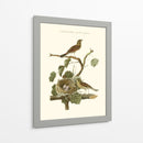 Nido De Teal Comunes Nozeman - Nozeman | Cuadro decorativo de Canvas Lab