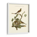 Nido De Teal Comunes Nozeman - Nozeman | Cuadro decorativo de Canvas Lab