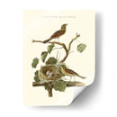 Nido De Teal Comunes Nozeman - Nozeman | Cuadro decorativo de Canvas Lab