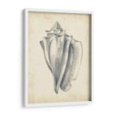 Estudio De Cáscara Antiguo Personalizado Iv (Ash) - Ethan Harper | Cuadro decorativo de Canvas Lab