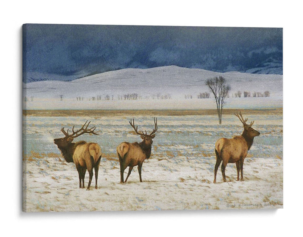 Alces De Refugio Personalizado (Ceniza) - Chris Vest | Cuadro decorativo de Canvas Lab