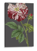 30X18 Variedades De Jardín De Medianoche Ii (Ash) - Vision Studio | Cuadro decorativo de Canvas Lab