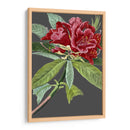 30X18 Variedades De Jardín De Medianoche Vii (Cesh) - Vision Studio | Cuadro decorativo de Canvas Lab