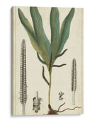 Follaje 40X24 Botanique Ii (Ash) - Turpin | Cuadro decorativo de Canvas Lab