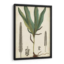 Follaje 40X24 Botanique Ii (Ash) - Turpin | Cuadro decorativo de Canvas Lab