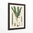 Follaje 40X24 Botanique Ii (Ash) - Turpin | Cuadro decorativo de Canvas Lab