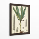 Follaje 40X24 Botanique Ii (Ash) - Turpin | Cuadro decorativo de Canvas Lab