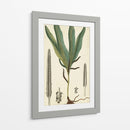 Follaje 40X24 Botanique Ii (Ash) - Turpin | Cuadro decorativo de Canvas Lab