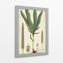 Follaje 40X24 Botanique Ii (Ash) - Turpin | Cuadro decorativo de Canvas Lab