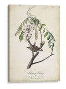 Pájaro Delicado Y Botánico I - John James Audubon | Cuadro decorativo de Canvas Lab