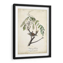 Pájaro Delicado Y Botánico I - John James Audubon | Cuadro decorativo de Canvas Lab