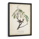 Pájaro Delicado Y Botánico I - John James Audubon | Cuadro decorativo de Canvas Lab