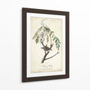 Pájaro Delicado Y Botánico I - John James Audubon | Cuadro decorativo de Canvas Lab