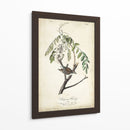 Pájaro Delicado Y Botánico I - John James Audubon | Cuadro decorativo de Canvas Lab