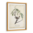 Pájaro Delicado Y Botánico I - John James Audubon | Cuadro decorativo de Canvas Lab