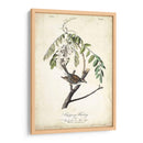 Pájaro Delicado Y Botánico I - John James Audubon | Cuadro decorativo de Canvas Lab