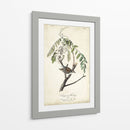 Pájaro Delicado Y Botánico I - John James Audubon | Cuadro decorativo de Canvas Lab