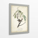 Pájaro Delicado Y Botánico I - John James Audubon | Cuadro decorativo de Canvas Lab