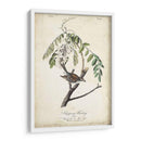 Pájaro Delicado Y Botánico I - John James Audubon | Cuadro decorativo de Canvas Lab