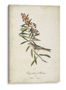 Pájaro Delicado Y Botánico Ii - John James Audubon | Cuadro decorativo de Canvas Lab