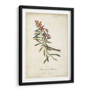 Pájaro Delicado Y Botánico Ii - John James Audubon | Cuadro decorativo de Canvas Lab