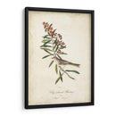 Pájaro Delicado Y Botánico Ii - John James Audubon | Cuadro decorativo de Canvas Lab
