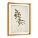 Pájaro Delicado Y Botánico Ii - John James Audubon | Cuadro decorativo de Canvas Lab