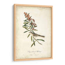 Pájaro Delicado Y Botánico Ii - John James Audubon | Cuadro decorativo de Canvas Lab