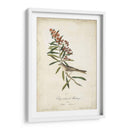 Pájaro Delicado Y Botánico Ii - John James Audubon | Cuadro decorativo de Canvas Lab
