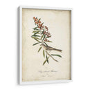 Pájaro Delicado Y Botánico Ii - John James Audubon | Cuadro decorativo de Canvas Lab