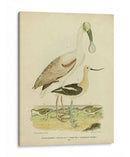 Antiguo Spoonbill Y Sandpipers - Alexander Wilson | Cuadro decorativo de Canvas Lab