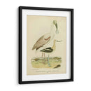 Antiguo Spoonbill Y Sandpipers - Alexander Wilson | Cuadro decorativo de Canvas Lab