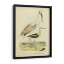Antiguo Spoonbill Y Sandpipers - Alexander Wilson | Cuadro decorativo de Canvas Lab