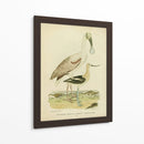 Antiguo Spoonbill Y Sandpipers - Alexander Wilson | Cuadro decorativo de Canvas Lab