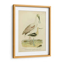 Antiguo Spoonbill Y Sandpipers - Alexander Wilson | Cuadro decorativo de Canvas Lab