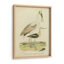 Antiguo Spoonbill Y Sandpipers - Alexander Wilson | Cuadro decorativo de Canvas Lab