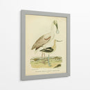 Antiguo Spoonbill Y Sandpipers - Alexander Wilson | Cuadro decorativo de Canvas Lab