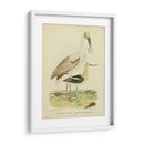 Antiguo Spoonbill Y Sandpipers - Alexander Wilson | Cuadro decorativo de Canvas Lab